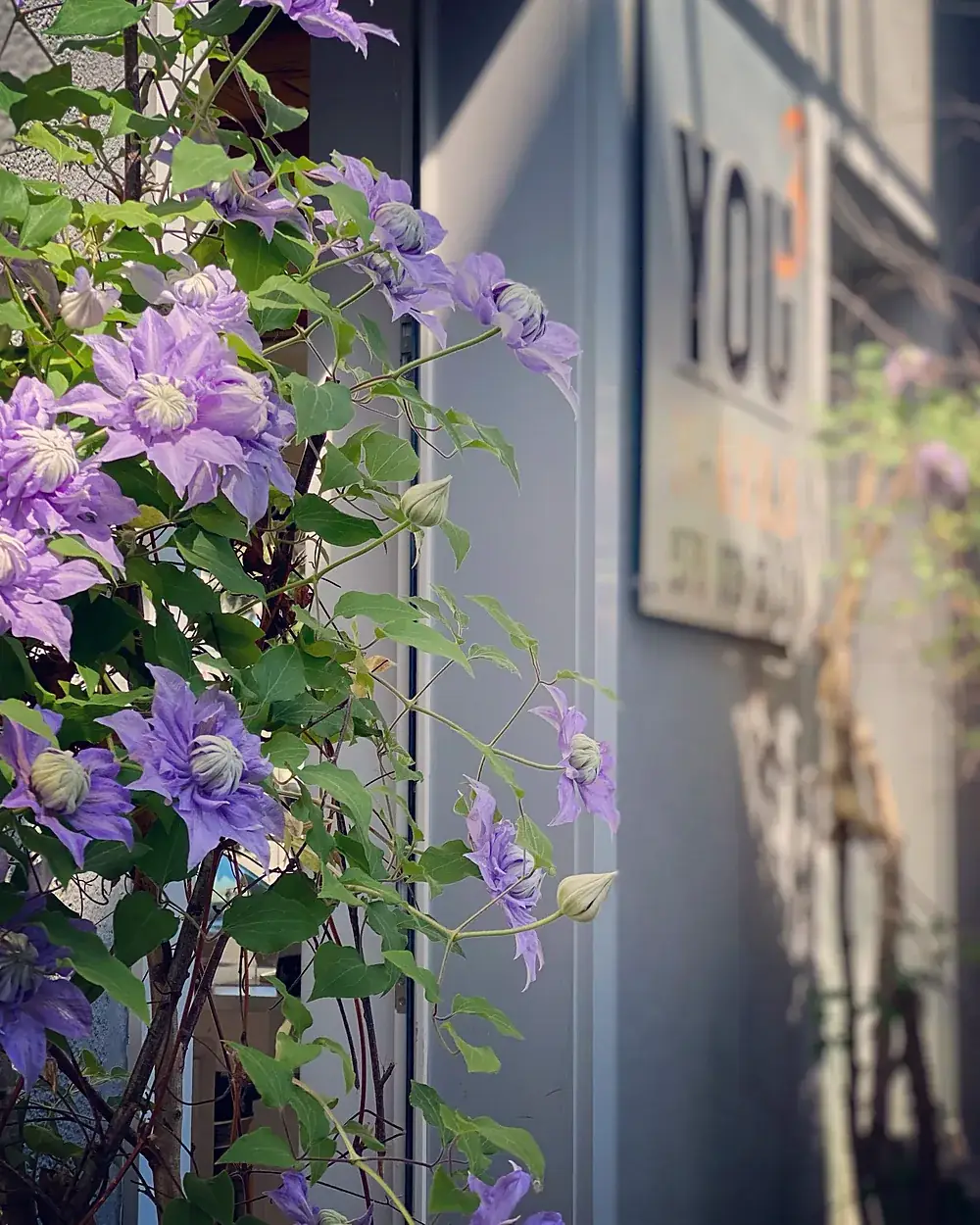 Eingang mit Schild YOU und blühender Clematis